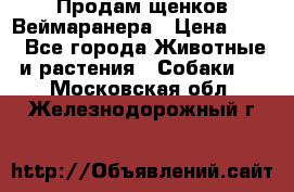 Продам щенков Веймаранера › Цена ­ 30 - Все города Животные и растения » Собаки   . Московская обл.,Железнодорожный г.